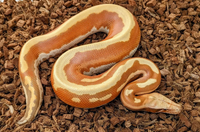 Bí ẩn về loài “trăn máu” quý hiếm nằm trong sách đỏ của Việt Nam