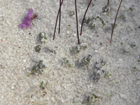 Loài cây được mệnh danh “sát thủ bất động” dưới cát