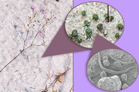 Loài cây được mệnh danh “sát thủ bất động” dưới cát