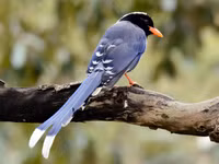 Những loài chim họ Quạ đang sinh sống và ấn tượng tại Việt Nam