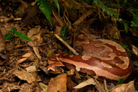 Bí ẩn về loài “trăn máu” quý hiếm nằm trong sách đỏ của Việt Nam