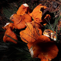 Loại mốc đặc biệt có khả năng biến các cây nấm thành 