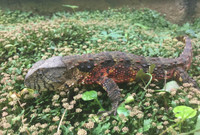 Bí mật về loài thằn lằn quý hiếm mang hình thù cá sấu ở Việt Nam