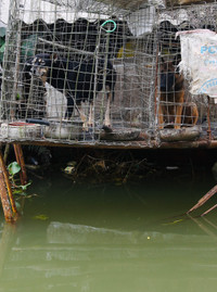 Cận cảnh cuộc sống trong vùng nước lũ ở Chương Mỹ