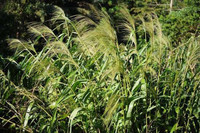 Đặc sản nổi tiếng Tây Bắc được ví là “thần dược