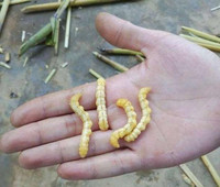 Đặc sản nổi tiếng Tây Bắc được ví là “thần dược