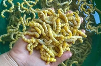 Đặc sản nổi tiếng Tây Bắc được ví là “thần dược