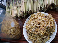 Đặc sản nổi tiếng Tây Bắc được ví là “thần dược