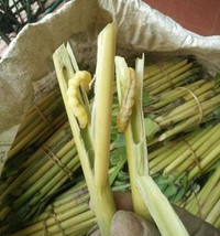 Đặc sản nổi tiếng Tây Bắc được ví là “thần dược