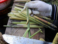 Đặc sản nổi tiếng Tây Bắc được ví là “thần dược