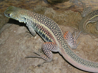 Khám phá loài nhông cát độc đáo ở Việt Nam