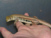 Khám phá loài nhông cát độc đáo ở Việt Nam