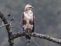 Điểm tên các loài chim săn mồi ấn tượng của Việt Nam