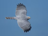 Điểm tên các loài chim săn mồi ấn tượng của Việt Nam