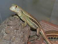 Khám phá loài nhông cát độc đáo ở Việt Nam