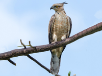 Điểm tên các loài chim săn mồi ấn tượng của Việt Nam