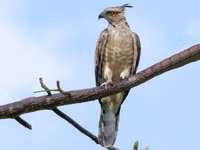 Điểm tên các loài chim săn mồi ấn tượng của Việt Nam