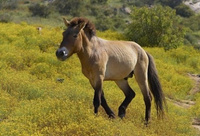 Loài ngựa quý hiếm biểu tượng hệ động vật Mông Cổ