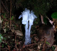 Vẻ đẹp của loài lan bóng ma, loài hoa của thế giới ngầm 