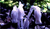 Vẻ đẹp của loài lan bóng ma, loài hoa của thế giới ngầm 