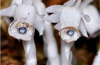 Vẻ đẹp của loài lan bóng ma, loài hoa của thế giới ngầm 