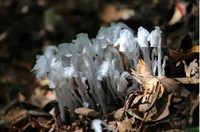 Vẻ đẹp của loài lan bóng ma, loài hoa của thế giới ngầm 