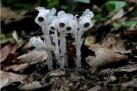 Vẻ đẹp của loài lan bóng ma, loài hoa của thế giới ngầm 