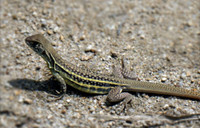 Khám phá loài nhông cát độc đáo ở Việt Nam