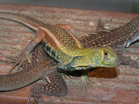 Khám phá loài nhông cát độc đáo ở Việt Nam