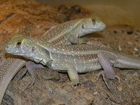 Khám phá loài nhông cát độc đáo ở Việt Nam