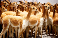 Loài vật được xem là 