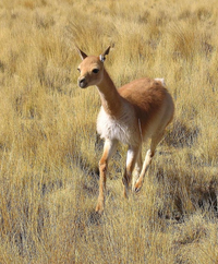 Loài vật được xem là 