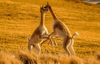 Loài vật được xem là 