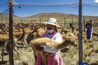 Loài vật được xem là 