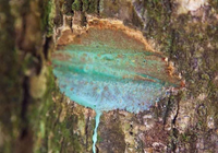 Bí ẩn về loại cây quý hiếm có khả năng thu thập một lượng lớn niken từ mặt đất