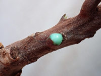 Bí ẩn về loại cây quý hiếm có khả năng thu thập một lượng lớn niken từ mặt đất