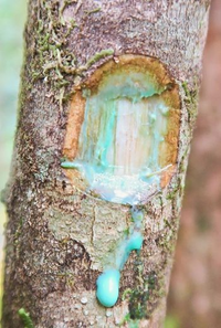 Bí ẩn về loại cây quý hiếm có khả năng thu thập một lượng lớn niken từ mặt đất