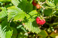 Bất ngờ về nguồn gốc các loài cây ăn quả trên thế giới