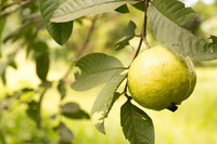 Bất ngờ về nguồn gốc các loài cây ăn quả trên thế giới