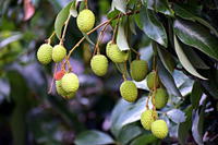 Bất ngờ về nguồn gốc các loài cây ăn quả trên thế giới