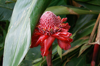 Khám phá vẻ đẹp và công dụng của các loài hoa gừng trên thế giới