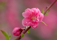 Những loài hoa mang ý nghĩa và tiêu biểu của mùa xuân 