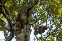 Bất ngờ về nguồn gốc các loài cây ăn quả trên thế giới