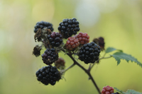 Bất ngờ về nguồn gốc các loài cây ăn quả trên thế giới