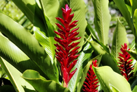 Khám phá vẻ đẹp và công dụng của các loài hoa gừng trên thế giới