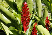 Khám phá vẻ đẹp và công dụng của các loài hoa gừng trên thế giới