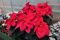 Những loài hoa mang ý nghĩa và tiêu biểu của mùa xuân 