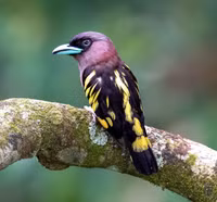 Những loài chim mỏ rộng cực đẹp ở Việt Nam