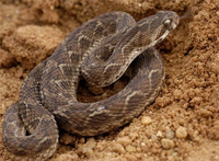 Những loài rắn có nọc cực độc trên thế giới