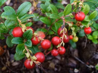 Bất ngờ về nguồn gốc các loài cây ăn quả trên thế giới